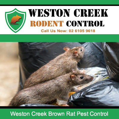 Brown rats infesting rubbish bins in Weston Creek property requiring professional rodent control treatment