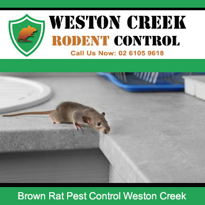 Brown rat infestation in Weston Creek home with rodent spotted on kitchen benchtop requiring urgent treatment