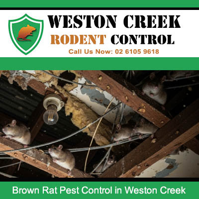 Multiple brown rats discovered nesting in roof timbers of Weston Creek home requiring urgent pest treatment