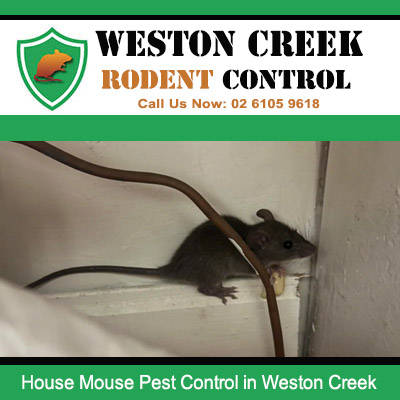 House mouse caught during professional pest control inspection in Weston Creek residential property
