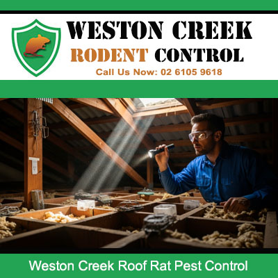 Weston Creek roof rat pest control technician inspecting attic with torch for rodent activity