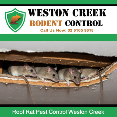 Severe rat infestation in Weston Creek property with multiple roof rats found in damaged wall cavity
