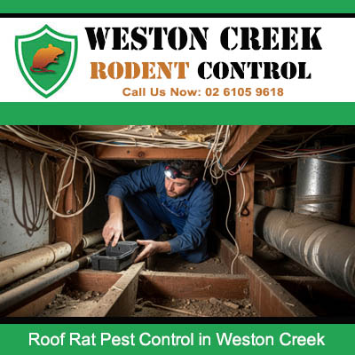 Licensed pest controller inspecting underfloor cavity for roof rat activity in Weston Creek home